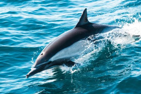Dolphin Tour, come join us to see the beautiful view!